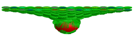 A computer-generated image showing a red, spherical object at the bottom with numerous green, ring-like structures and lines extending from it. Above, multiple layers of green rings with colorful centers form a flat, wing-like shape, suggesting a scientific or abstract design.